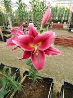 [4564 VH40 No01.JPG]